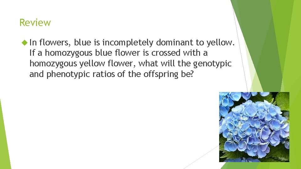 Review In flowers, blue is incompletely dominant to yellow. If a homozygous blue flower