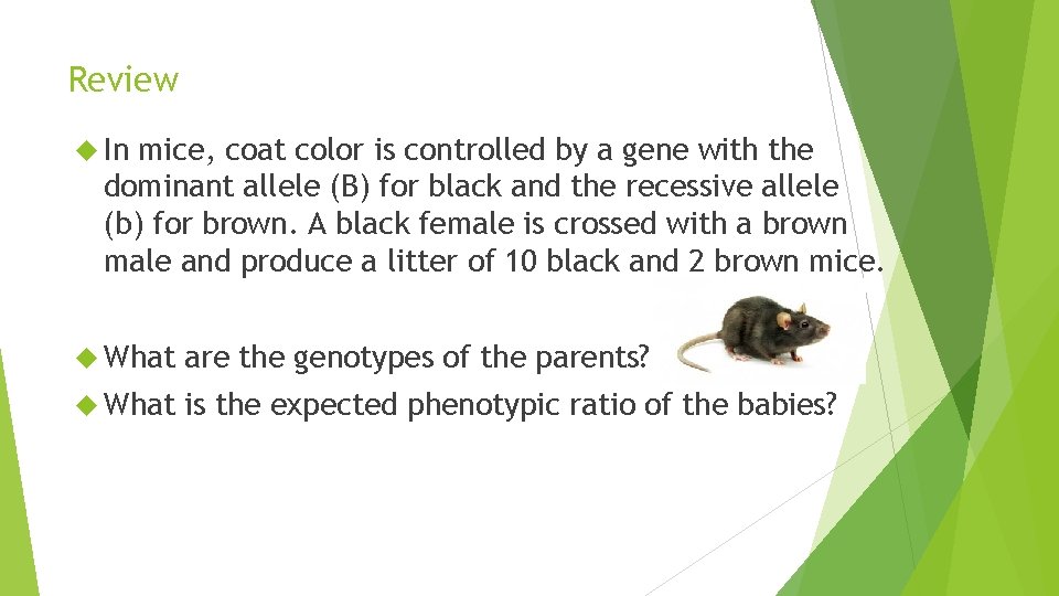 Review In mice, coat color is controlled by a gene with the dominant allele