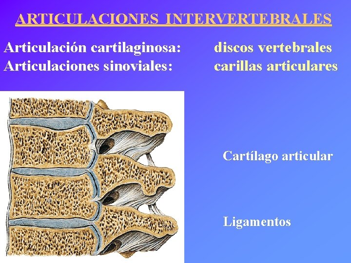 ARTICULACIONES INTERVERTEBRALES Articulación cartilaginosa: Articulaciones sinoviales: discos vertebrales carillas articulares Cartílago articular Ligamentos 