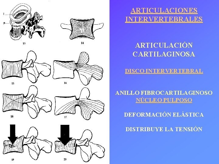 ARTICULACIONES INTERVERTEBRALES ARTICULACIÓN CARTILAGINOSA DISCO INTERVERTEBRAL ANILLO FIBROCARTILAGINOSO NÚCLEO PULPOSO DEFORMACIÓN ELÁSTICA DISTRIBUYE LA