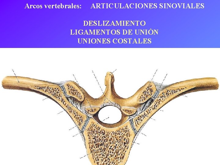 Arcos vertebrales: ARTICULACIONES SINOVIALES DESLIZAMIENTO LIGAMENTOS DE UNIÓN UNIONES COSTALES 