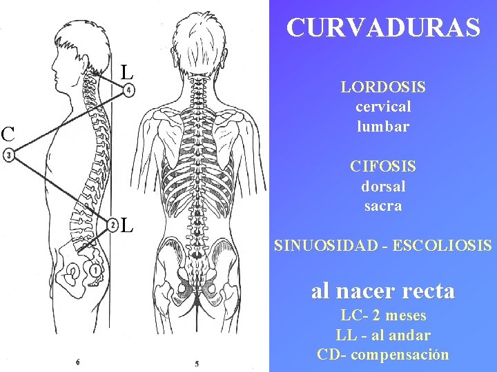 CURVADURAS L C L LORDOSIS cervical lumbar CIFOSIS dorsal sacra SINUOSIDAD - ESCOLIOSIS al