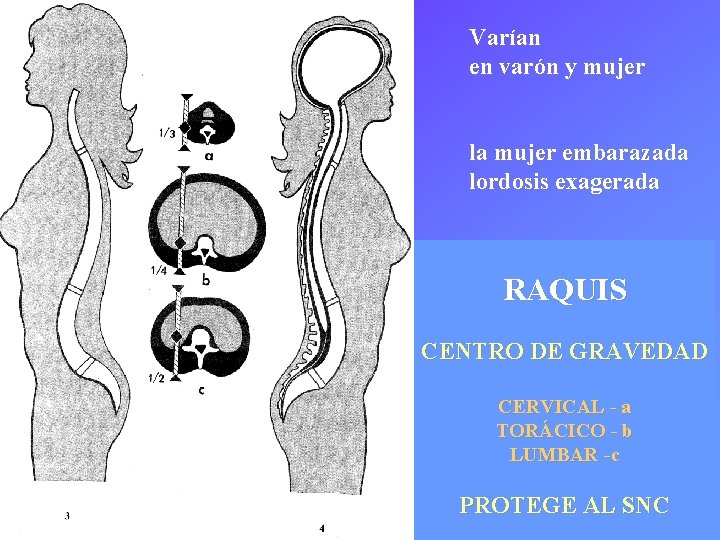 Varían en varón y mujer la mujer embarazada lordosis exagerada RAQUIS CENTRO DE GRAVEDAD