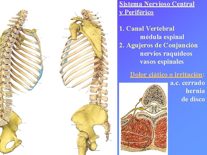 Sistema Nervioso Central y Periférico 1. Canal Vertebral médula espinal 2. Agujeros de Conjunción