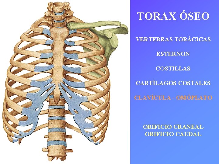 TORAX ÓSEO VERTEBRAS TORÁCICAS ESTERNON COSTILLAS CARTÍLAGOS COSTALES CLAVÍCULA - OMÓPLATO ORIFICIO CRANEAL ORIFICIO
