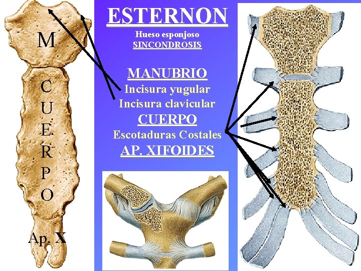 M C U E R P O Ap. X ESTERNON Hueso esponjoso SINCONDROSIS MANUBRIO