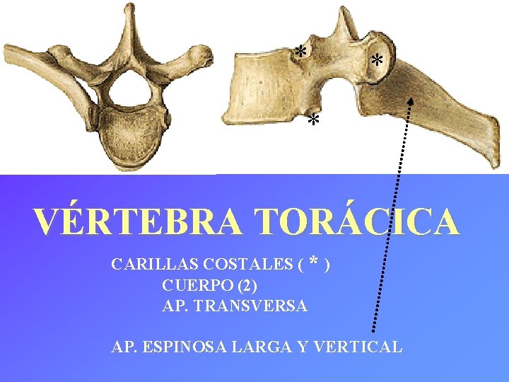 * * * VÉRTEBRA TORÁCICA CARILLAS COSTALES ( * ) CUERPO (2) AP. TRANSVERSA
