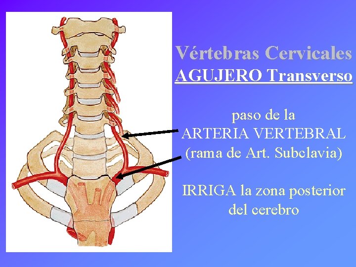 Vértebras Cervicales AGUJERO Transverso paso de la ARTERIA VERTEBRAL (rama de Art. Subclavia) IRRIGA