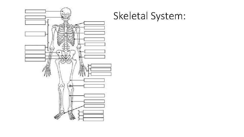 Skeletal System: 