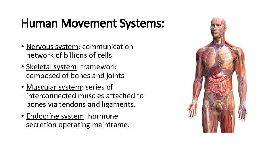 Human Movement Systems: • Nervous system: communication network of billions of cells • Skeletal