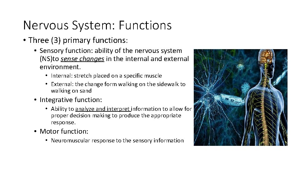 Nervous System: Functions • Three (3) primary functions: • Sensory function: ability of the