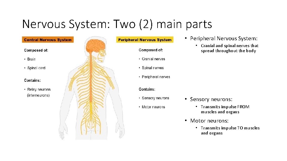 Nervous System: Two (2) main parts • Peripheral Nervous System: • Cranial and spinal
