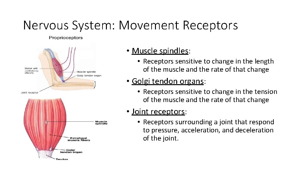Nervous System: Movement Receptors • Muscle spindles: • Receptors sensitive to change in the