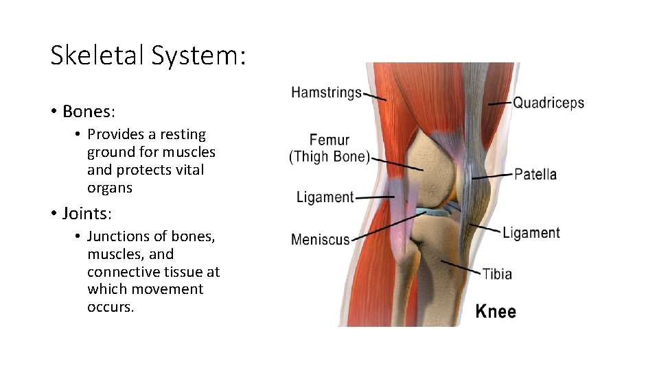 Skeletal System: • Bones: • Provides a resting ground for muscles and protects vital