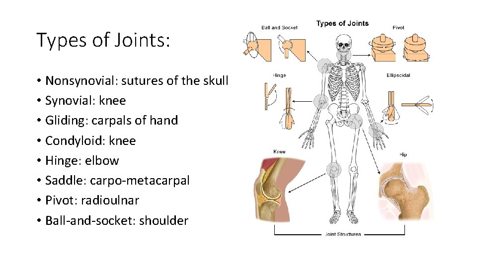 Types of Joints: • Nonsynovial: sutures of the skull • Synovial: knee • Gliding: