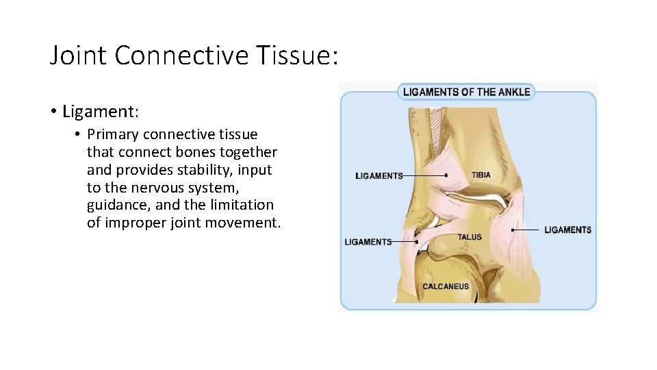 Joint Connective Tissue: • Ligament: • Primary connective tissue that connect bones together and