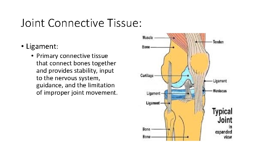 Joint Connective Tissue: • Ligament: • Primary connective tissue that connect bones together and
