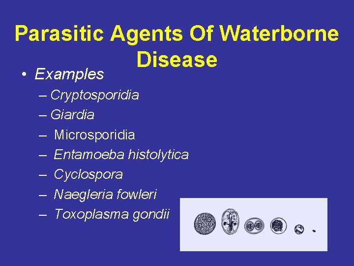 Parasitic Agents Of Waterborne Disease • Examples – Cryptosporidia – Giardia – Microsporidia –