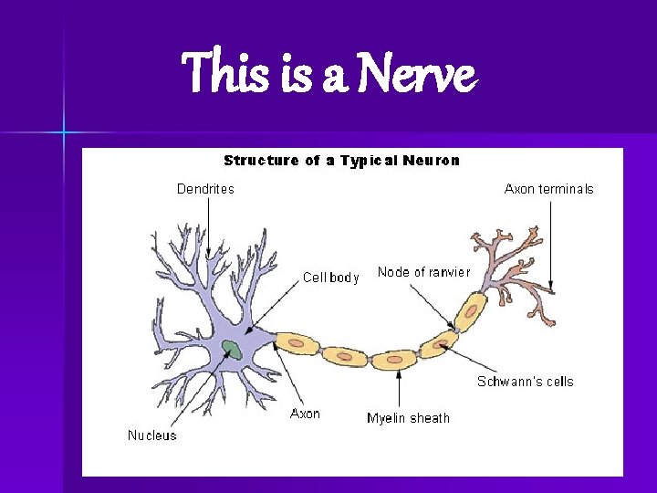 Memory Learning Styles Thinking is the ability of