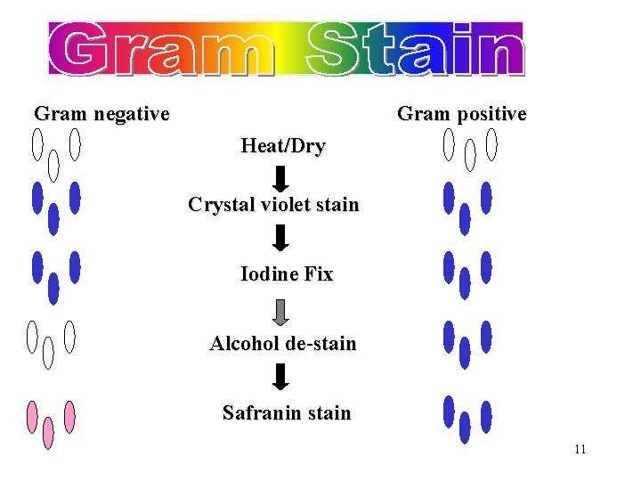 Gram negative Gram positive Heat/Dry Crystal violet stain Iodine Fix Alcohol dede stain Safranin