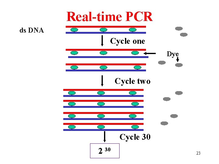 Real-time PCR ds DNA Cycle one Dye Cycle two Cycle 30 23 