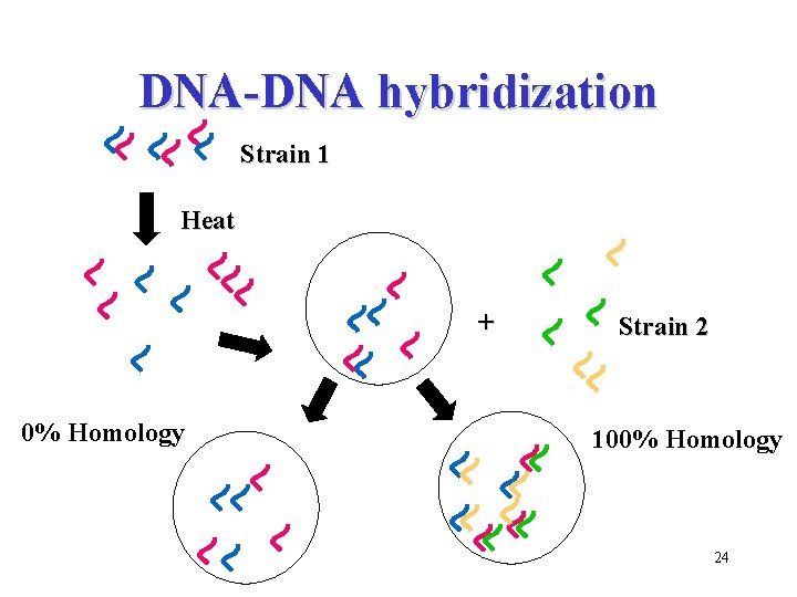 DNA-DNA hybridization Strain 1 Heat + 0% Homology Strain 2 100% Homology 24 