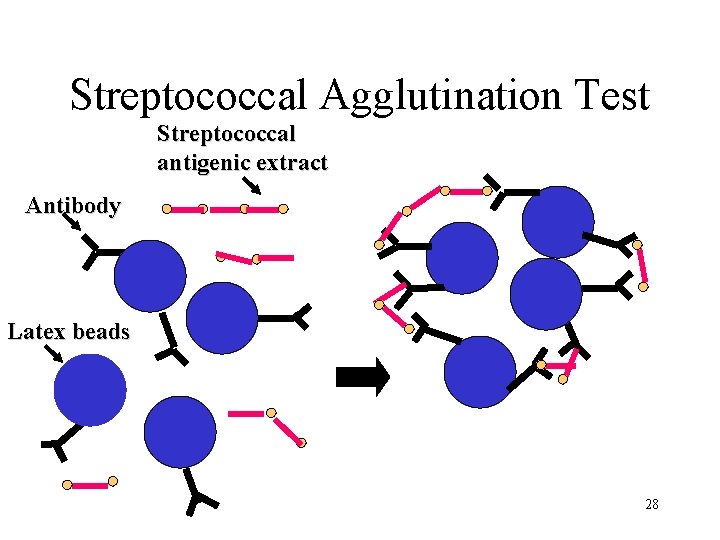 Streptococcal Agglutination Test Streptococcal antigenic extract Antibody Latex beads 28 