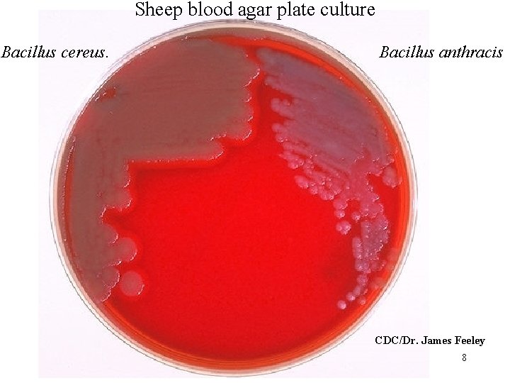 Sheep blood agar plate culture Bacillus cereus. Bacillus anthracis CDC/Dr. James Feeley 8 