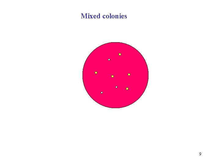 Mixed colonies 9 