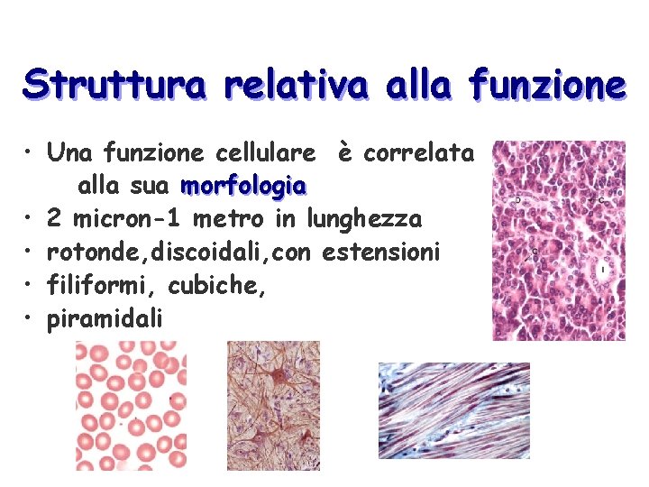 Struttura relativa alla funzione • Una funzione cellulare è correlata alla sua morfologia •