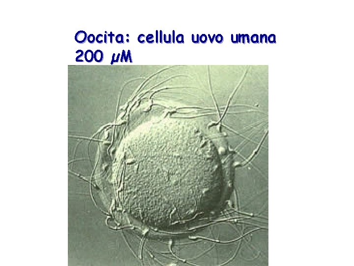 Oocita: cellula uovo umana 200 µM 