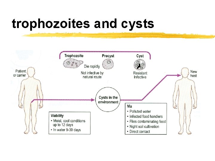 trophozoites and cysts 