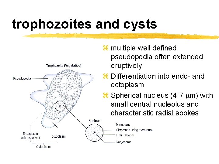 trophozoites and cysts z multiple well defined pseudopodia often extended eruptively z Differentiation into