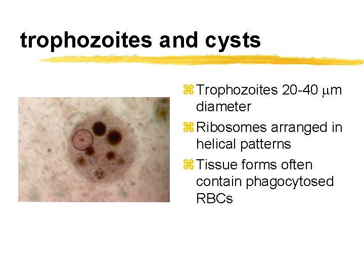 trophozoites and cysts z Trophozoites 20 -40 mm diameter z Ribosomes arranged in helical