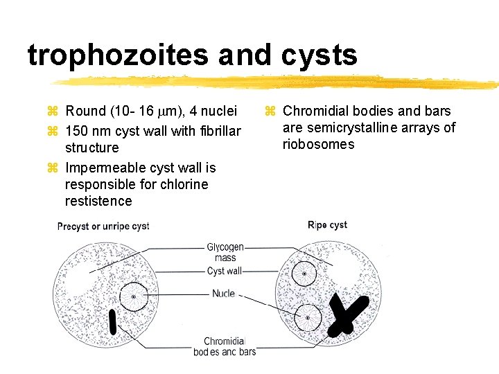 trophozoites and cysts z Round (10 - 16 mm), 4 nuclei z 150 nm