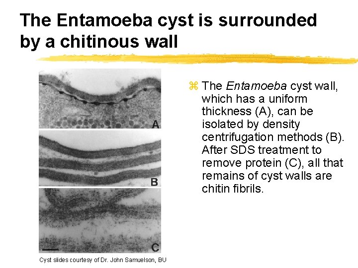 The Entamoeba cyst is surrounded by a chitinous wall z The Entamoeba cyst wall,