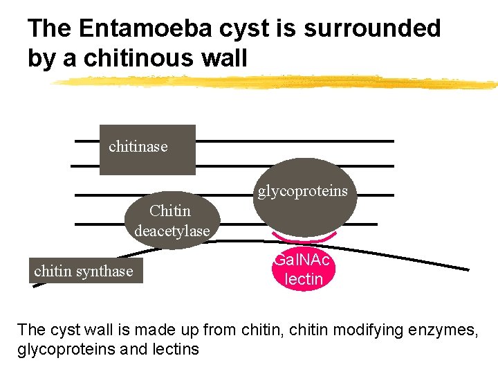 The Entamoeba cyst is surrounded by a chitinous wall chitinase glycoproteins Chitin deacetylase chitin