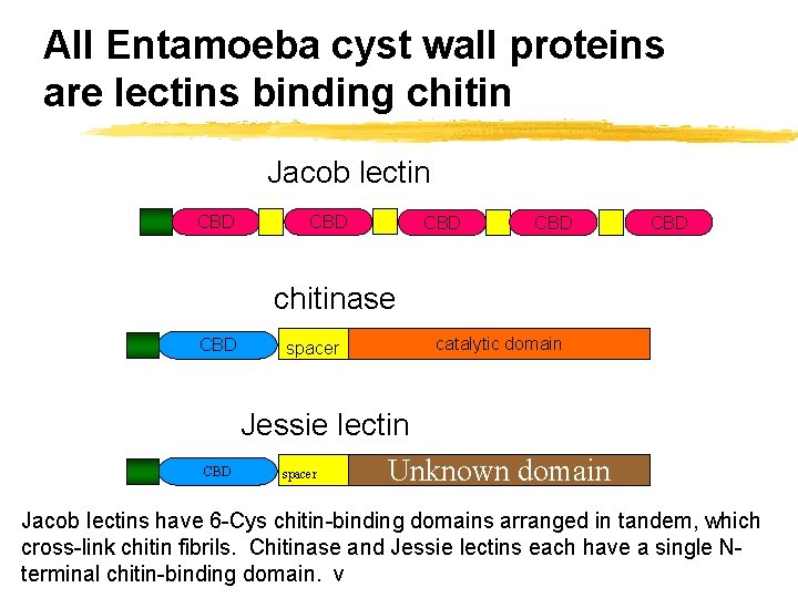 All Entamoeba cyst wall proteins are lectins binding chitin Jacob lectin CBD CBD CBD
