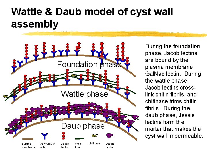 Wattle & Daub model of cyst wall assembly Foundation phase Wattle phase Daub phase