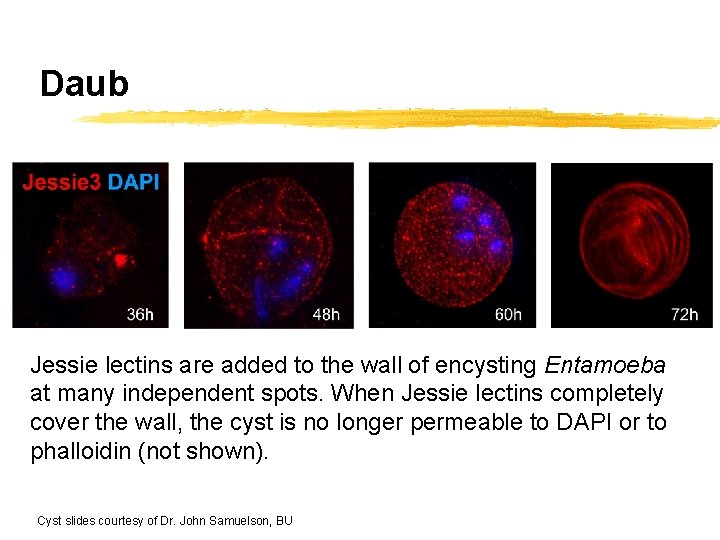 Daub Jessie lectins are added to the wall of encysting Entamoeba at many independent