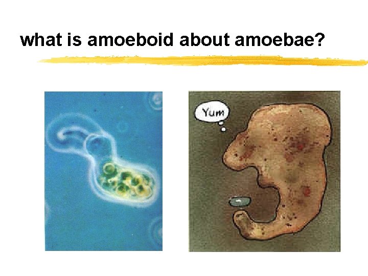 what is amoeboid about amoebae? 