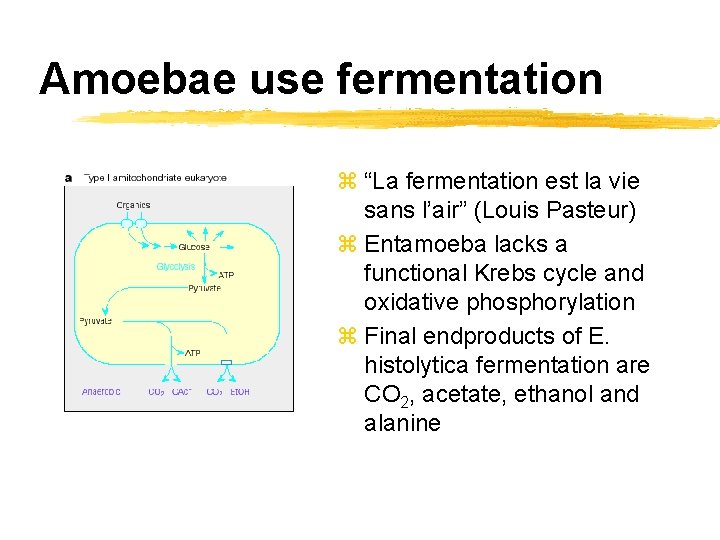 Amoebae use fermentation z “La fermentation est la vie sans l’air” (Louis Pasteur) z