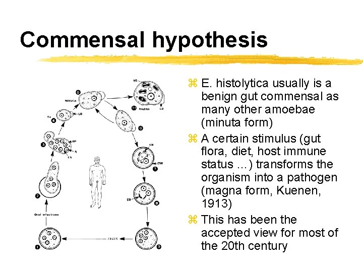 Commensal hypothesis z E. histolytica usually is a benign gut commensal as many other