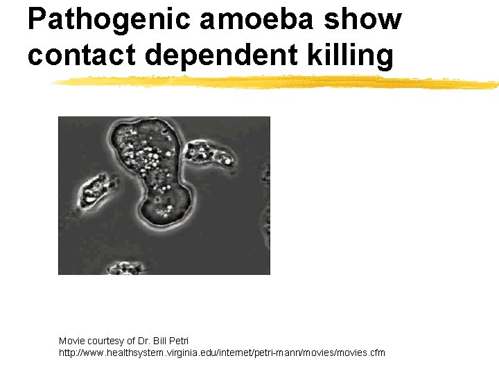 Pathogenic amoeba show contact dependent killing Movie courtesy of Dr. Bill Petri http: //www.