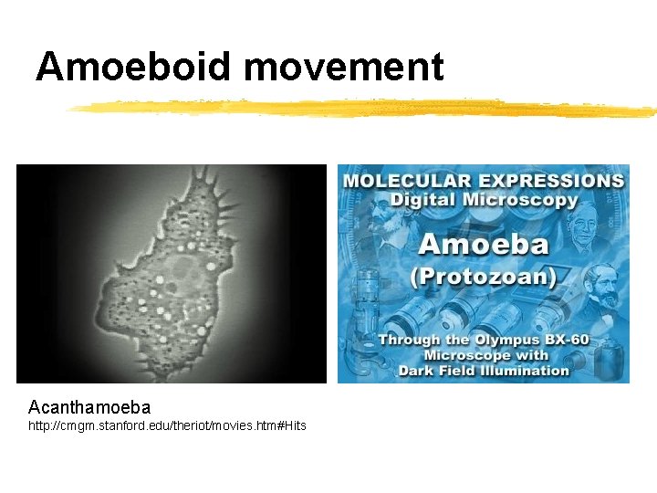 Amoeboid movement Acanthamoeba http: //cmgm. stanford. edu/theriot/movies. htm#Hits 