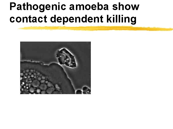 Pathogenic amoeba show contact dependent killing 