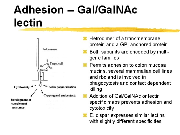 Adhesion -- Gal/Gal. NAc lectin z Hetrodimer of a transmembrane protein and a GPI-anchored