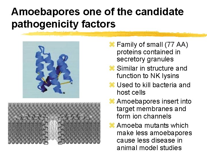 Amoebapores one of the candidate pathogenicity factors z Family of small (77 AA) proteins