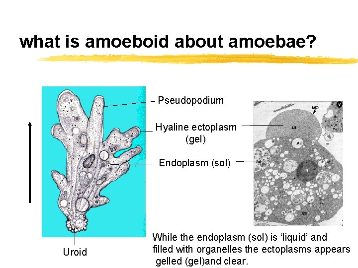 what is amoeboid about amoebae? Pseudopodium Hyaline ectoplasm (gel) Endoplasm (sol) Uroid While the