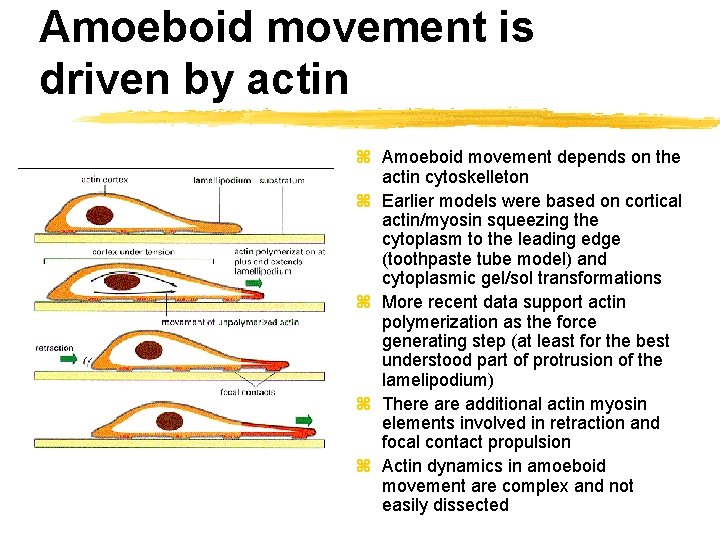 Amoeboid movement is driven by actin z Amoeboid movement depends on the actin cytoskelleton